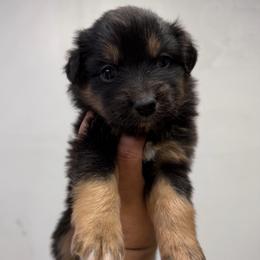 Black Tri male - Black tri male Miniature American Shepherd puppy in Prunedale, California from 4MLA STABLES