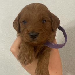 Penny - Red female Cavapoo puppy in Pasco, Washington from Beth's Cavapoos