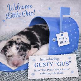 Gusty (Gus) - Blue merle male Australian Shepherd puppy in Dalton, Georgia from Furtabulous Paws Australian Shepherds & Border Collies