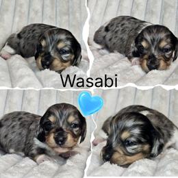 Wasabi - Dapple male Dachshund puppy in Lakeland, Florida from Buckwild Doxies