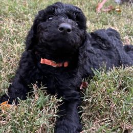 Aussiedoodle Puppies from The Klepper Homestead