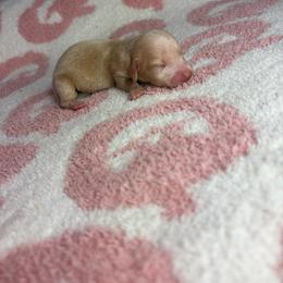 Bentley - Cream male Dachshund puppy in Lake City, Florida from My Ditzy Doxies of Florida