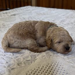 Alice - Buff and white female Cockapoo puppy in Sheridan, Missouri from Shepherdsfold’s Cockapoos