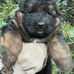 Comet - Black and red male German Shepherd puppy in Herriman, Utah from VMS Shepherds