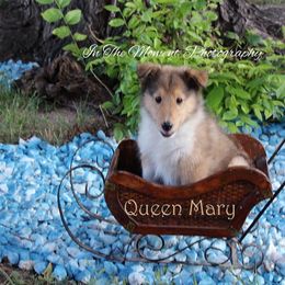 Collie Puppies from Lovely Heart Collies