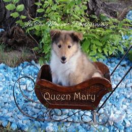 Collie Puppies from Lovely Heart Collies