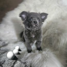 AKC Fluffy boy - Blue male Chihuahua puppy in Brooklyn, New York from Nadezhda's Chihuahuas