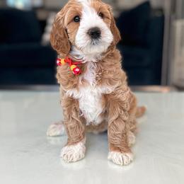 Bernedoodle, Goldendoodle, and Poodle Puppies from Teddy Doodles & Standard Poodles