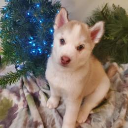 Jewel - Red and white female Siberian Husky puppy in Elk River, Minnesota from Naturez Siberians