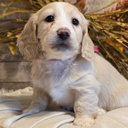 Vienna - Cream female Dachshund puppy in Romney, Indiana from Brown's Valley Dachshunds