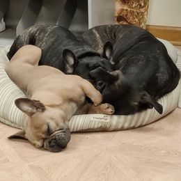 French Bulldogs from Brimstone Farms