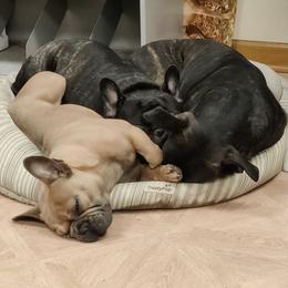 French Bulldogs from Brimstone Farms