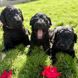 Goldendoodle puppies from Mollie’s Doodles