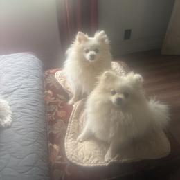 Matzi - Pomeranian