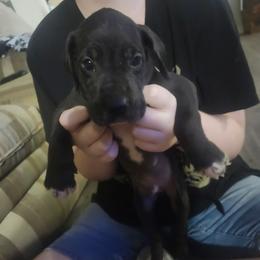 Hugh - Black male Great Dane puppy in Pollock, Louisiana from Danes Done Right