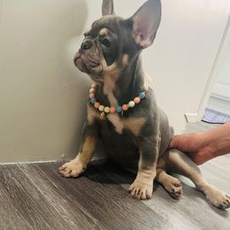 French Bulldog Puppies from Ramirez Frenchies