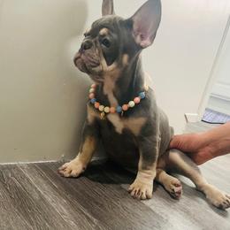 French Bulldog Puppies from Ramirez Frenchies