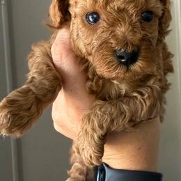 Boy 1 - Red  male Poodle puppy in Ennis, Texas from Johnson Ventures