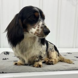 Oliver - Piebald male Dachshund puppy in Red Bud, Illinois from Midwest Miniature Dachshunds