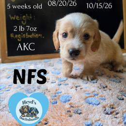 Hercules - Cream male Dachshund puppy in Hoquiam, Washington from Heyd's Mini Dachshunds
