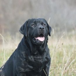 Labrador Retrievers from Skyline Hill Labradors