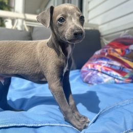 Italian Greyhound Puppies from Julia's Italian Greyhounds