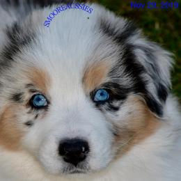 Australian Shepherd Puppies from Smooreaussies