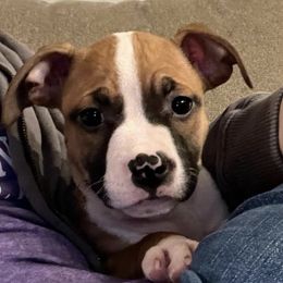 American Staffordshire Terriers from Aiyana Amstaffs