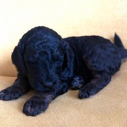 Ash - Phantom female Goldendoodle puppy in Spokane, Washington from Goldendoodles on the Prairie