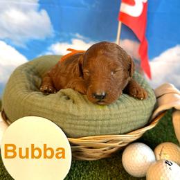 Bubba Watson - Red  male Goldendoodle puppy in Chelan, Washington from North Cascades Doodles