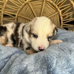 Lightning - Blue merle male Australian Shepherd puppy in Grants Pass, Oregon from Carmel Mountain Aussies