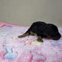 Bliss - Phantom female Poodle puppy in Stilwell, Oklahoma from LR&R Dog Co.