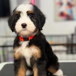 Eve - Tri-color female Bernedoodle puppy in Yuciapa, California from AlltheDoodlez_