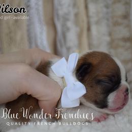 Jo Wilson - Fawn and white female French Bulldog puppy in Loxahatchee, Florida from Blue Wonder Frenchies
