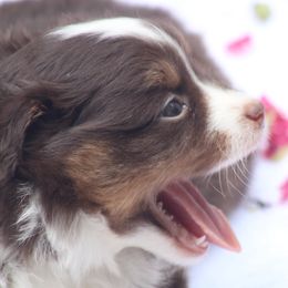 Fog - Red tri-color male Miniature American Shepherd puppy in Garysburg, North Carolina from Schaefer's Miniature American Shepherds