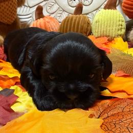 Dolly - Black female Shih Tzu puppy in Sherman, Texas from Shannon’s Sugar Sweet Shih Tzu’s