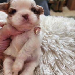 Goldendoodle and Shih Tzu Puppies from Angel Companions Farm