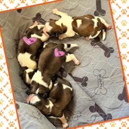 Girl 2 - Gold and white female Shih Tzu puppy in Winston Salem, North Carolina from Little Miracles Shih Tzu