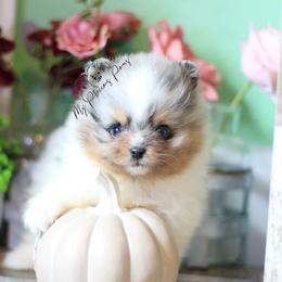 AKC Dash- one blue eye - Blue merle male Pomeranian puppy in Sacramento, California from My Precious Poms