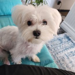 Maltese and Papillons from Floki's Friends