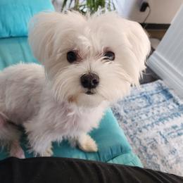 Maltese and Papillons from Floki's Friends