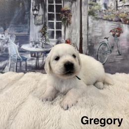Gregory - Light golden male Golden Retriever puppy in Conroe, Texas from Tails of Cypress