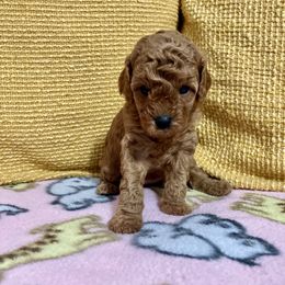 Cavapoo Puppies from Jorden’s Cavapoo’s