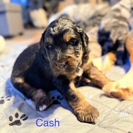 Cash - Black phantom male Aussiedoodle puppy in Fredonia, Pennsylvania from Drew’s Aussies & Doodles
