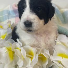 Girl 2 - Aussiedoodle puppy from Love my doodles/ Aussiedoodle love
