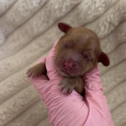 Peach Girl - Caramel female Australian Labradoodle puppy in Syracuse, Indiana from The Doodle Cove