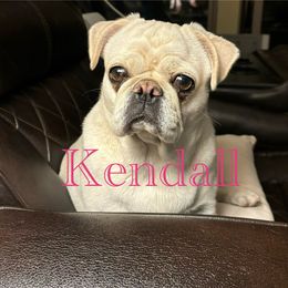 Kendell - Pug