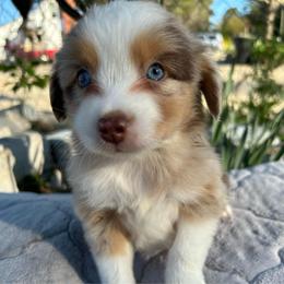 Boy 2 - Red merle male Miniature Australian Shepherd puppy in Hokes Bluff, Alabama from Alegria Toy Aussies