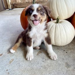 Miniature Australian Shepherd Puppies from Wild Outlaw Aussies