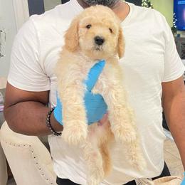 Crinkle - Cream male Goldendoodle puppy in Richmond, Texas from Harper’s Heartbeats